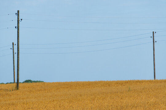 Golden grain field crossed by rural utility poles under blue sky