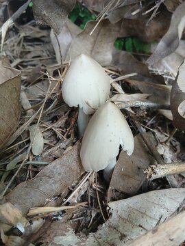 Two White Mushroom in Dry Foliage