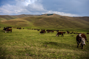Herd of cattle grazing in the Almaty Region hills © Emad Aljumah