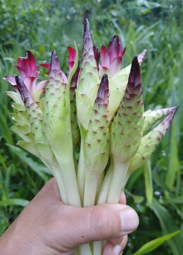 Siam Tulip Bloom Harvest: A hand holds a bouquet of freshly harvested Siam Tulip flowers, their unique cone-shaped buds and vibrant magenta petals a testament to tropical beauty.