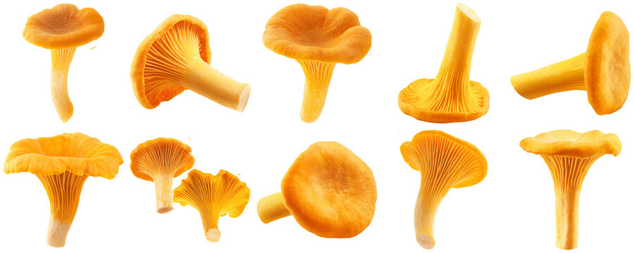 a meticulously arranged grid of fresh golden chanterelle mushrooms, expertly photographed with a clean black backdrop.