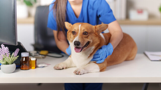 Corgi dog getting physical examination by veterinarian at animal clinic for veterinary care