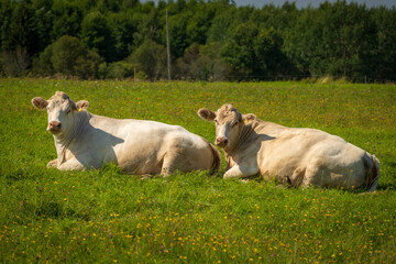 Fototapeta premium Two white cattle resting together in a sunny summer pasture