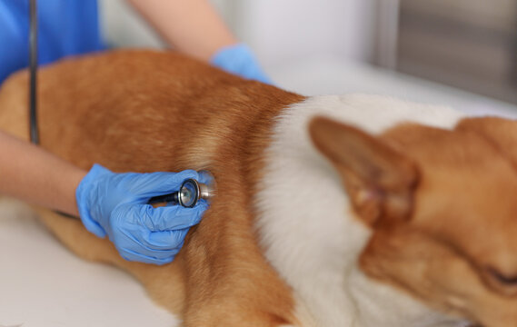 Veterinarian using stethoscope on dog for veterinary heartbeat checkup