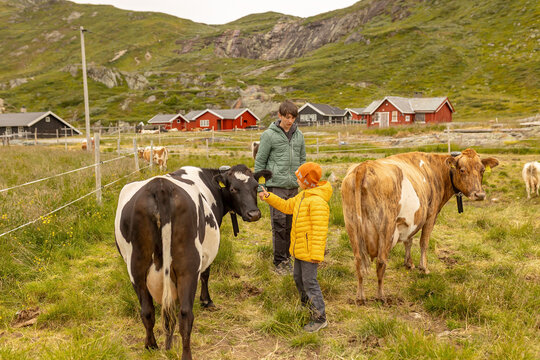 Cute preschool child in yellow jacket, caressing cow on a farm in Norway, national park Jotunheim, rorbu house in the background, mountain, nature