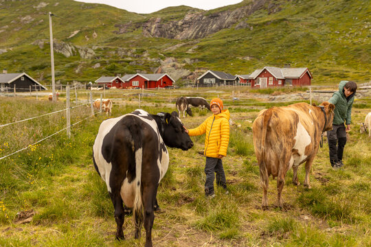 Cute preschool child in yellow jacket, caressing cow on a farm in Norway, national park Jotunheim, rorbu house in the background, mountain, nature