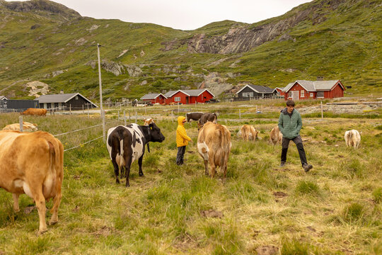 Cute preschool child in yellow jacket, caressing cow on a farm in Norway, national park Jotunheim, rorbu house in the background, mountain, nature