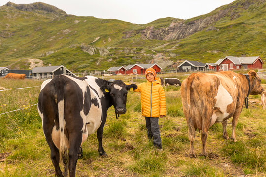 Cute preschool child in yellow jacket, caressing cow on a farm in Norway, national park Jotunheim, rorbu house in the background, mountain, nature