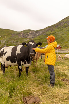 Cute preschool child in yellow jacket, caressing cow on a farm in Norway, national park Jotunheim, rorbu house in the background, mountain, nature