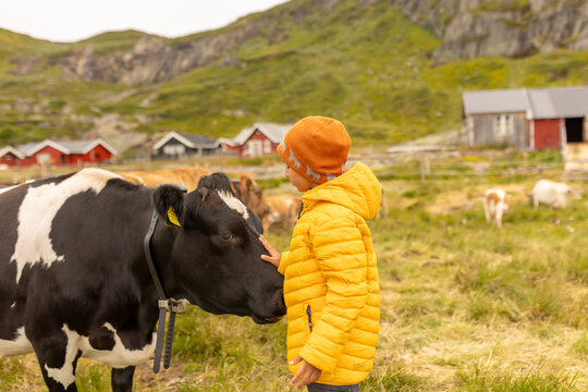 Cute preschool child in yellow jacket, caressing cow on a farm in Norway, national park Jotunheim, rorbu house in the background, mountain, nature
