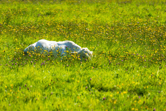 White cow grazing among wildflowers in a lush summer meadow