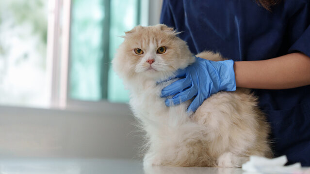 Veterinarian checking cat health during medical exam at veterinary clinic