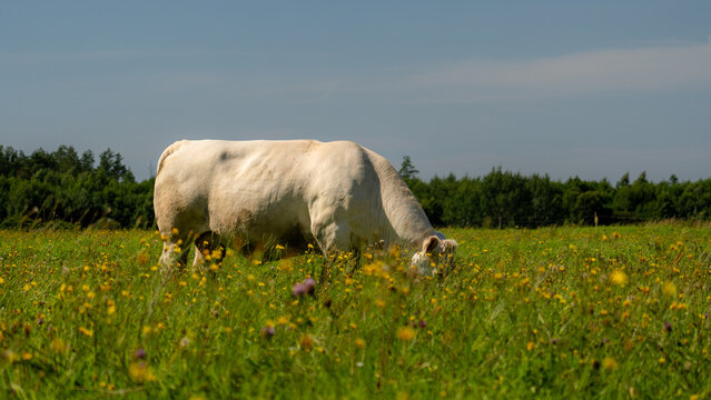 White beef cow grazing among wildflowers in a green summer pasture