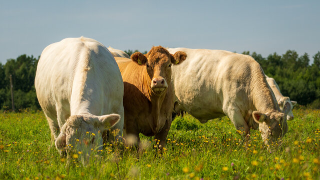 Cattle herd grazing together in a sunny wildflower summer pasture