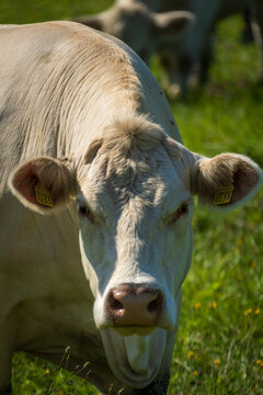 White cow portrait with ear tags standing in a summer pasture