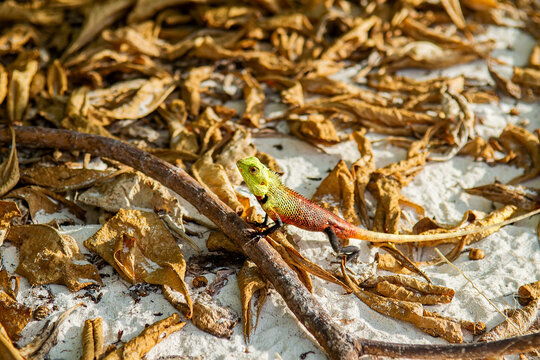 Oriental Garden Lizard Calotes Versicolor Macro