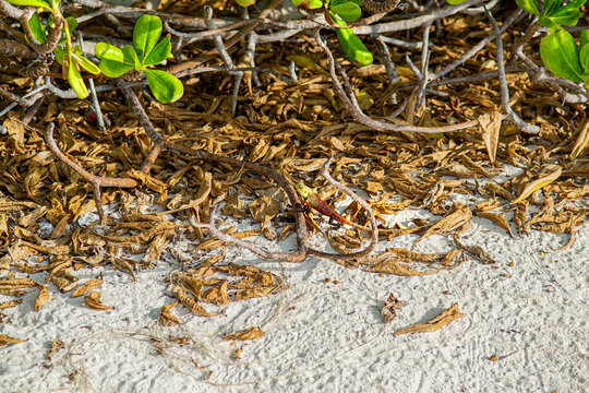 Oriental Garden Lizard Calotes Versicolor Macro