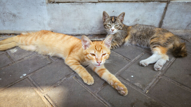 Close up of lovely domestic cats (Felis catus) lying down casually on outdoor stone tiles, cute pets