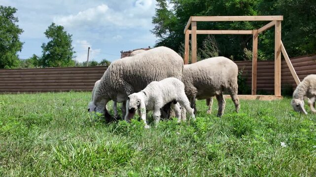 Sheep graze on green grass near a fence in bright sunlight during the day.