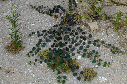 Caper bush with creeping stems and rounded dark green leaves growing flat on dry stony ground in a arid Mediterranean landscape.