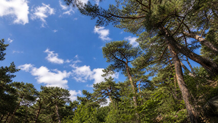 Fototapeta premium pine forest