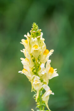 Linaria vulgaris common toadflax yellow wild flowers flowering on the meadow, small plants in bloom in the green grass