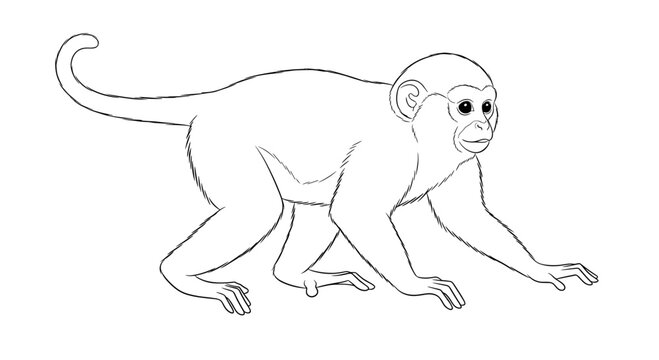 Detailed black and white line drawing of a monkey in a walking pose, showing its anatomy and features on a clean white background.