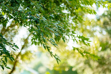 Fototapeta premium Green maple tree branches glow in warm summer sunlight. Delicate foliage and soft bokeh create a peaceful natural garden background.