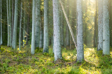 Obraz premium Sunlight filters through a quiet conifer forest with mossy ground and tall straight trees. Peaceful woodland scene creates a fresh natural atmosphere.