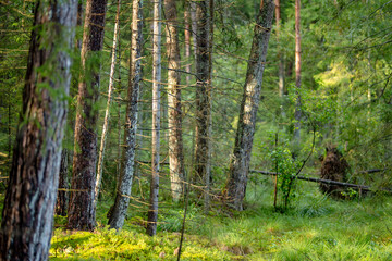 Obraz premium Sunlight filters through a quiet conifer forest with mossy ground and tall straight trees. Peaceful woodland scene creates a fresh natural atmosphere.
