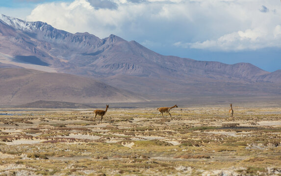 Vicuna
