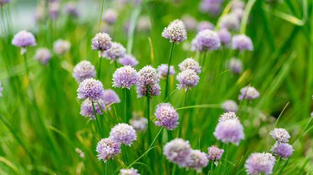 Purple chive flowers bloom abundantly among fresh green leaves in a summer herb garden. Edible flowering allium combines ornamental beauty with organic gardening and homegrown food concept.