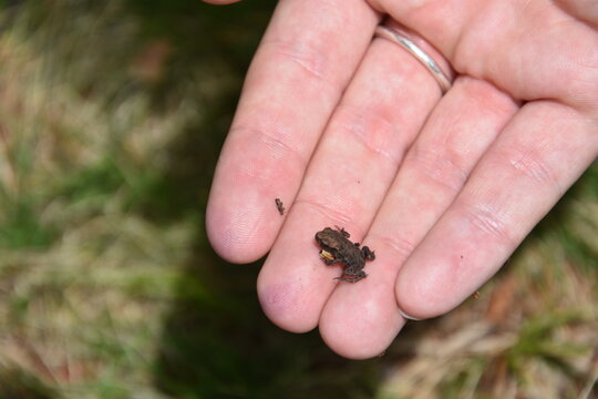 Frosch auf Hand
