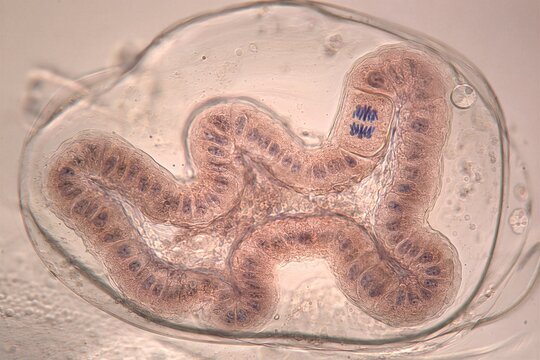 Single Celled Organism Showing Chromosome Division Under Microscope