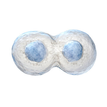 Two dividing animal cells with nucleolus split in two isolated on transparent background png element