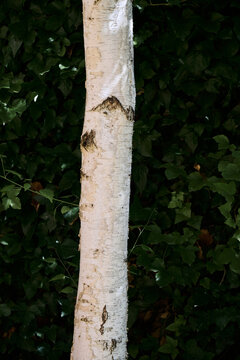 White trunk of a tree growing in a garden house