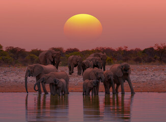 A group of elephant families go to the water's edge for a drink - African elephants standing near lake in Etosha National Park, Namibia © muratart