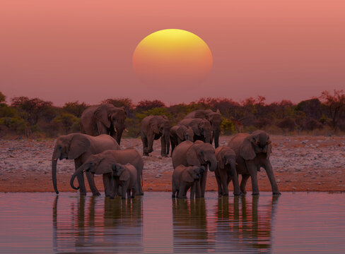 A group of elephant families go to the water's edge for a drink - African elephants standing near lake in Etosha National Park, Namibia
