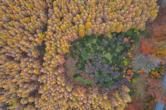 Aerial view of Cannock Chase Forest showing dense autumn foliage with vibrant yellow, orange, and brown trees surrounding a patch of dark green undergrowth in Staffordshire, England, United Kingdom.