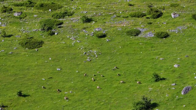 Chamois or Pyrenean chamois grazing in Aguas Tuertas in the Echo Valley on the Arag&oacute;n Subord&aacute;n River in the Western Valleys Natural Park. La Jacetania region, Huesca, Aragon, Spain, Europe.