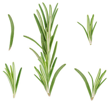 Fresh green rosemary branches on isolated background