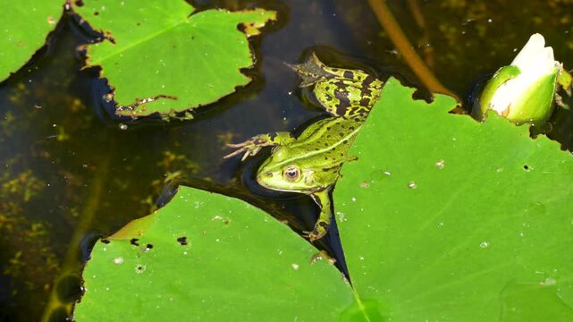 Water Frog Beside a Blooming White Water Lily