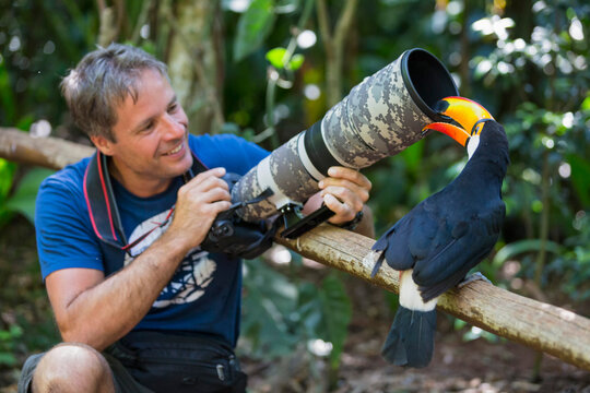 Brazil, Mato Grosso, Mato grosso do Sul, common toucan, Ramphastos toco, nibbling at camera of a photographer