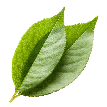 Two fresh green leaves with visible veins, isolated on transparent cutout background