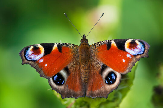 Germany, Bavaria, Peacock butterfly (Inachis io) on leaf, close-up