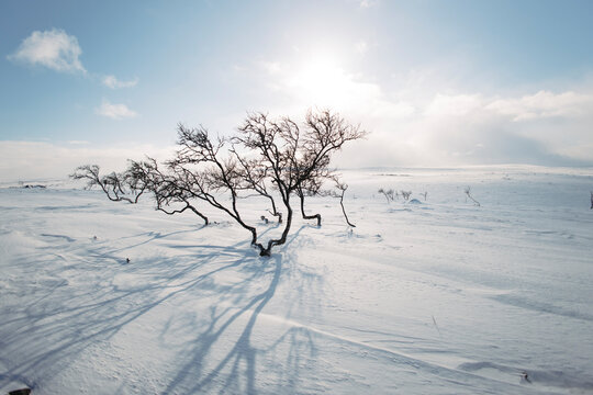 Bare trees cast shadows on the snowy winter landscape in Finland