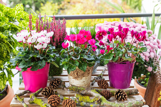 Colorful potted cyclamen flowers sit on a wooden balcony table