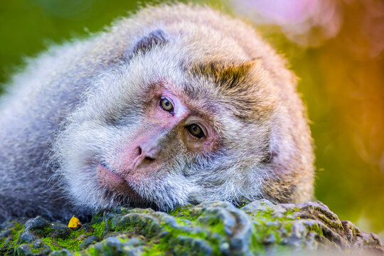 Indonesia, Bali, Ubud, portrait of tired monkey at Sacred Monkey Forest