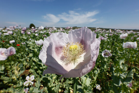 Austria, Lower Austria, Weinviertel, View of opium poppy field