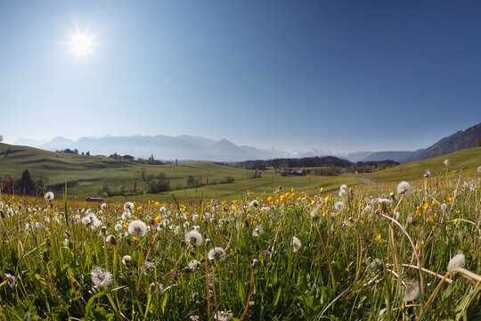 Germany, Bavaria, Swabia, Allgaeu, Oberallgaeu, Ofterschwang, View of landscape with meadow and mountains in background